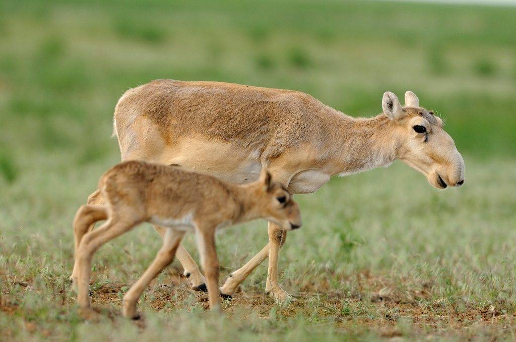 Степная антилопа сайгак фото