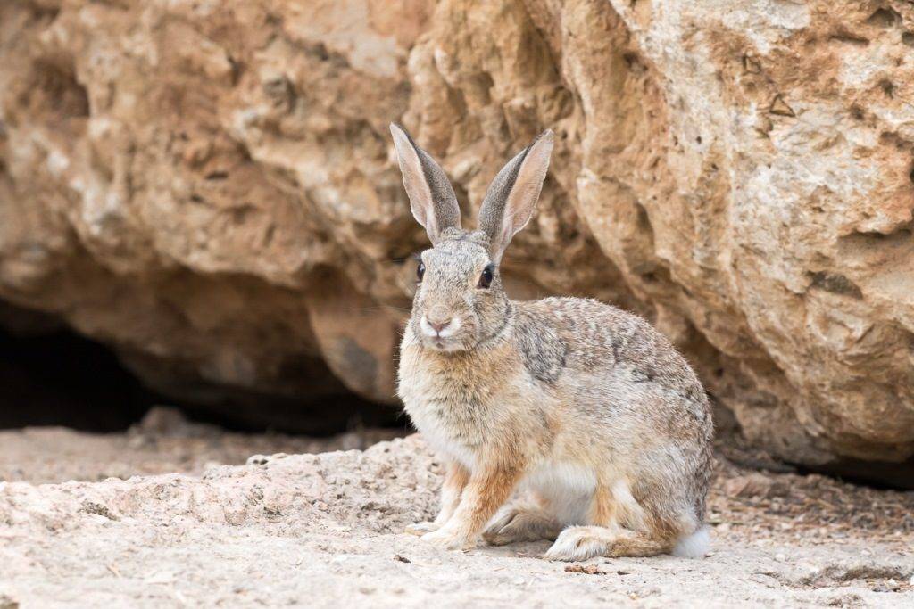 Степной кролик фото (лат. Sylvilagus audubonii)