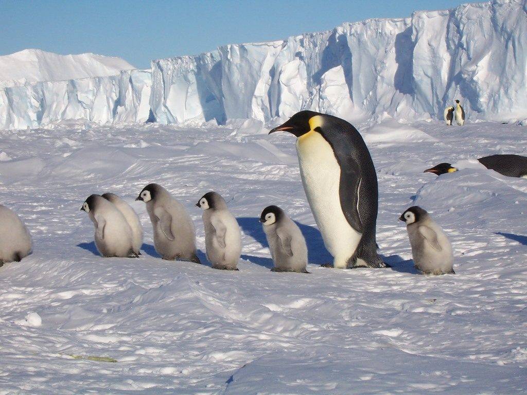 Фото пингвинов в Антарктиде
