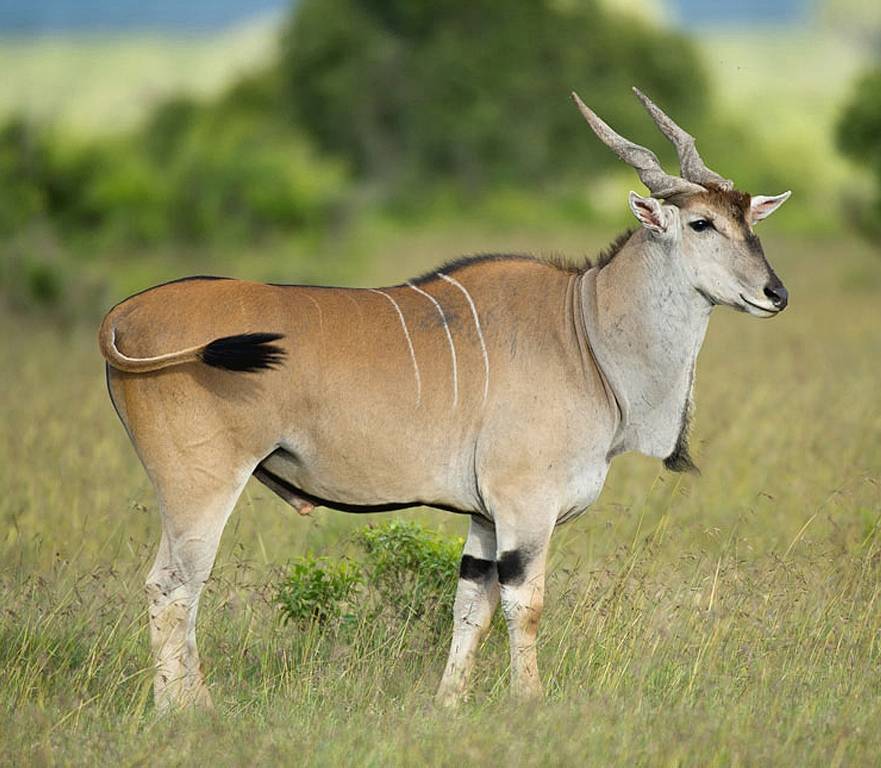 Хвост антилопы фото (вид – канна обыкновенная)