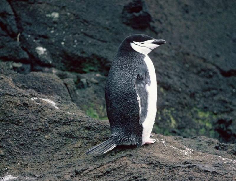 Хвост пингвина фото