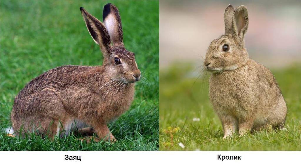 Чем отличается заяц от кролика фото