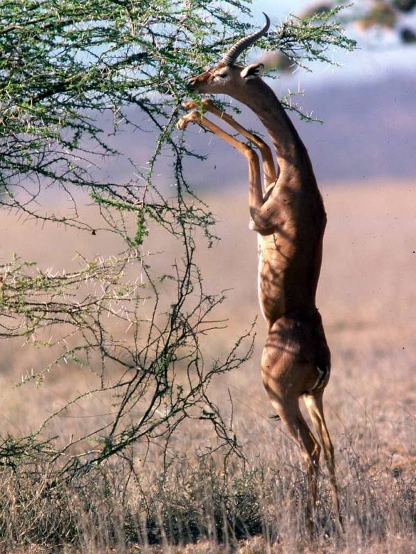 Что едят антилопы фото