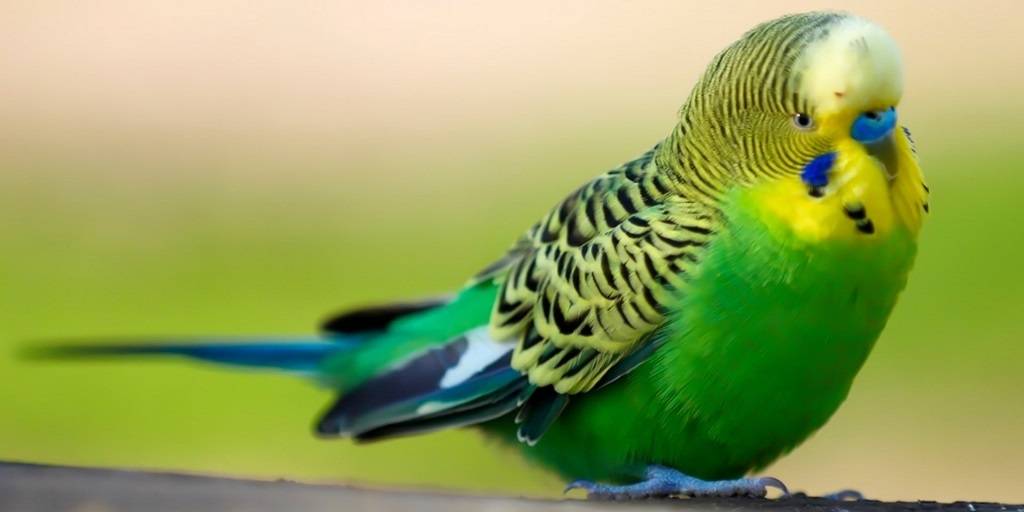 Зеленый Волнистый Попугай Фото