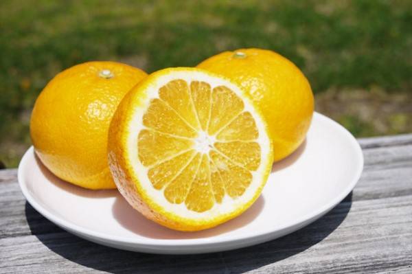 Натсудайдай. Апельсин фото. Гибрид апельсина. Гибрид лимона и апельсина. Лимон это гибрид