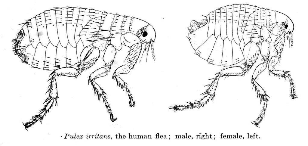 Блоха человеческая фото (самка слева, самец справа) (лат. Pulex irritans)