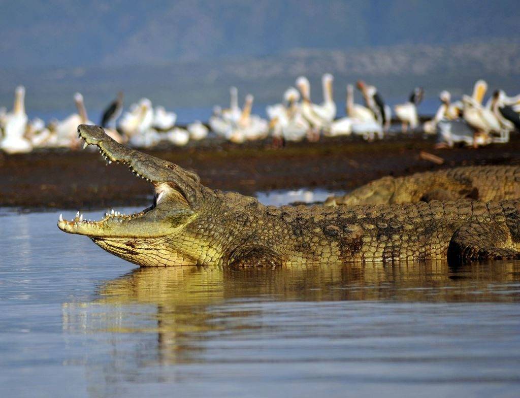 Большой нильский крокодил фото