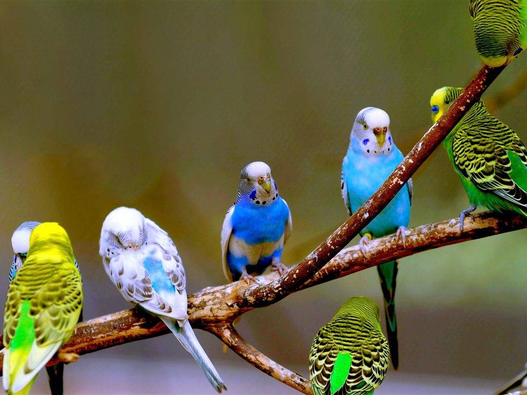 Волнистые попугайчики фото