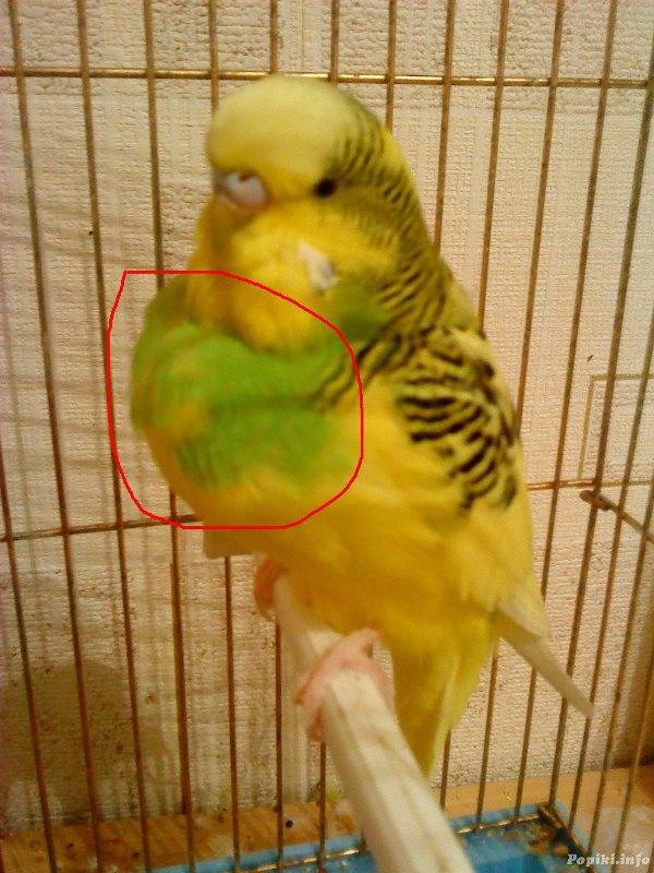 Воспаление зоба у волнистого попугая фото