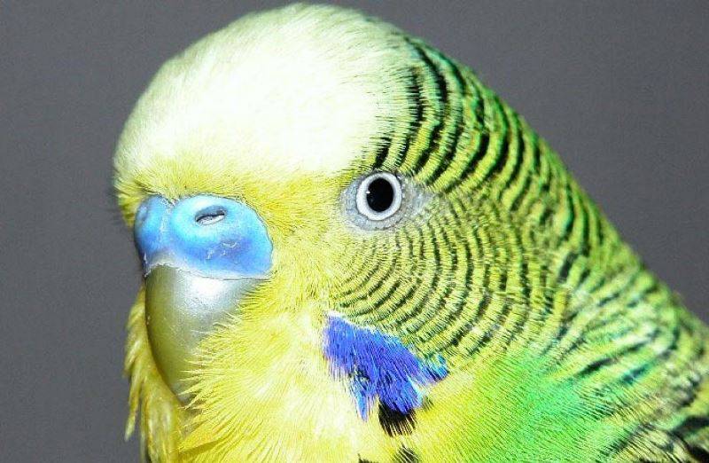 Глаза волнистого попугая фото