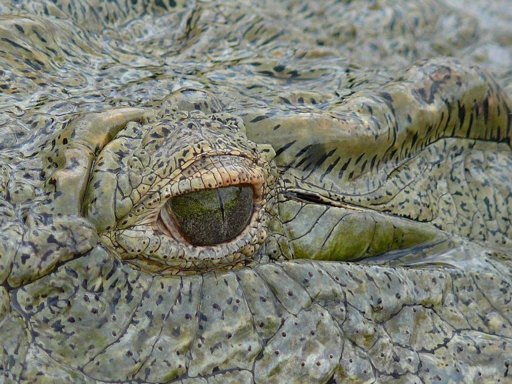 Глаза нильского крокодила фото
