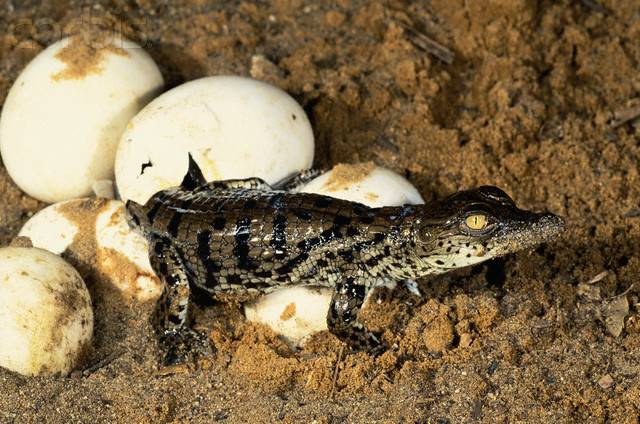 Гнездо нильского крокодила фото
