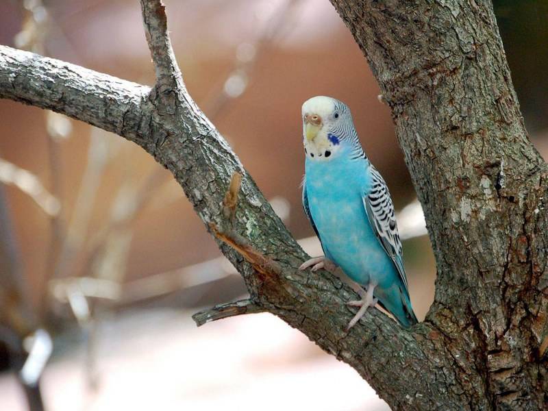 Голубой волнистый попугай фото