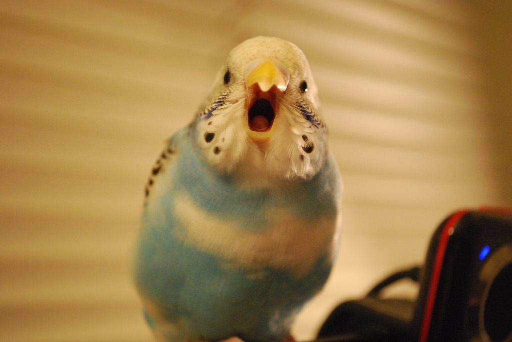 Как научить разговаривать волнистого попугая фото