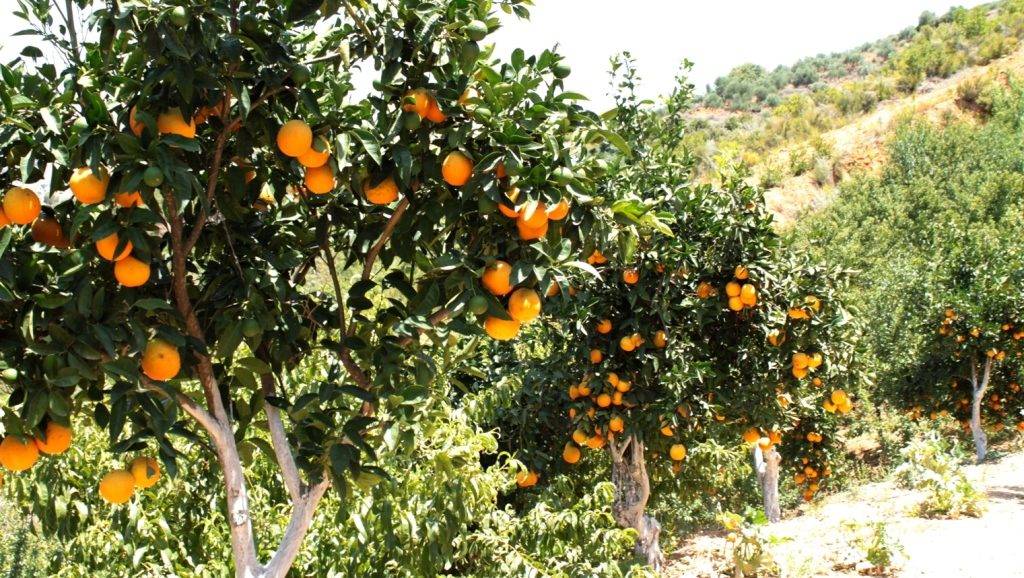 Как растут апельсины фото