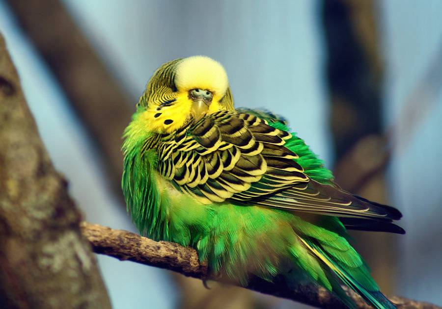 Как спят волнистые попугаи фото
