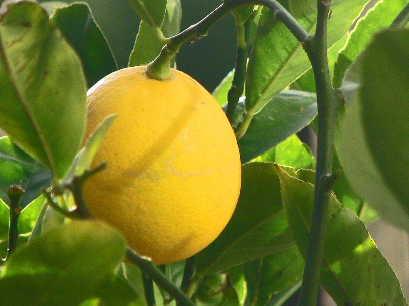Лимон Мейера фото (лат. Citrus meyeri)