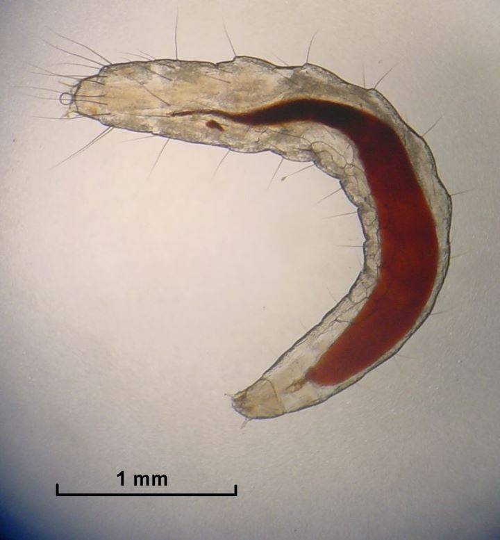 Личинка блохи под микроскопом фото