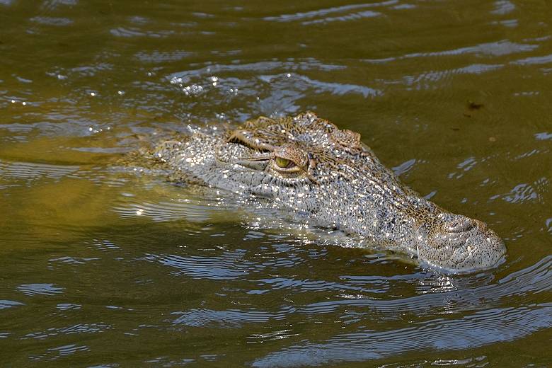 Нильский крокодил плывет фото
