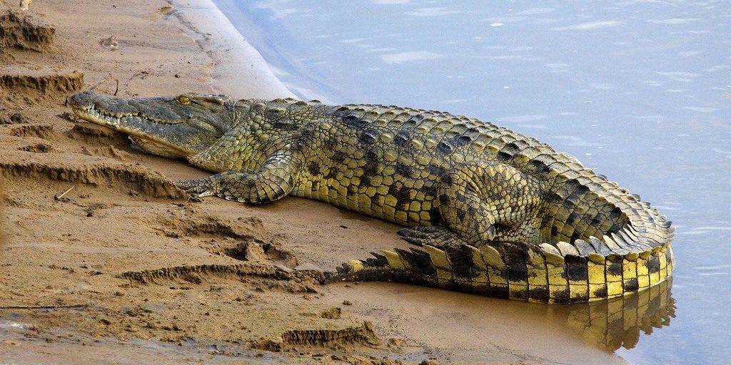 Нильский крокодил фото