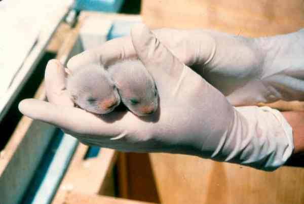 Новорожденные хорьки (щенки хорька) фото