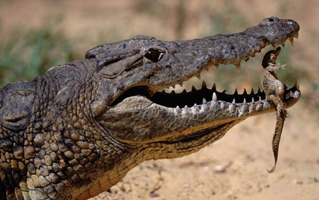 Новорожденный нильский крокодил фото