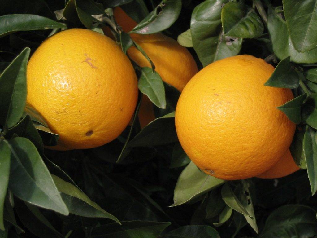 Плод апельсина фото