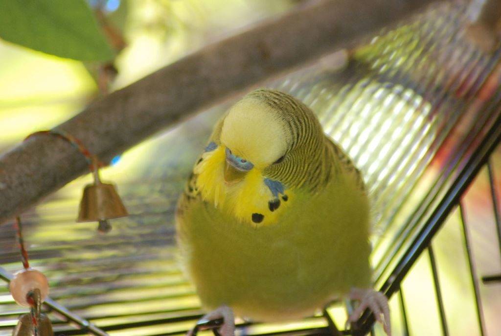 Серо-зеленый волнистый попугай фото