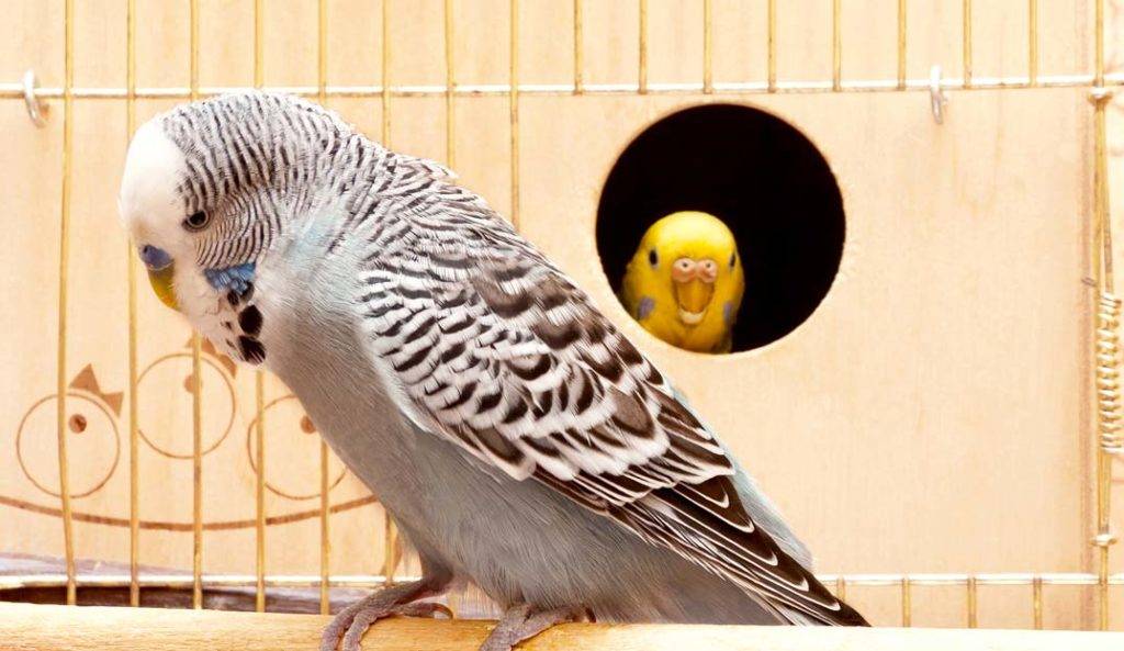 Серый волнистый попугай фото