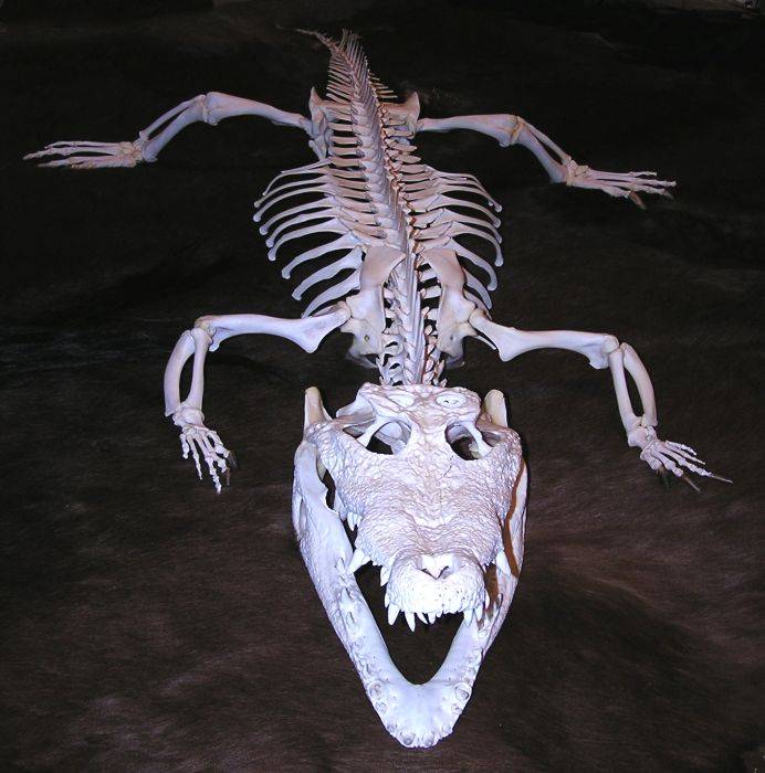 Скелет нильского крокодила фото