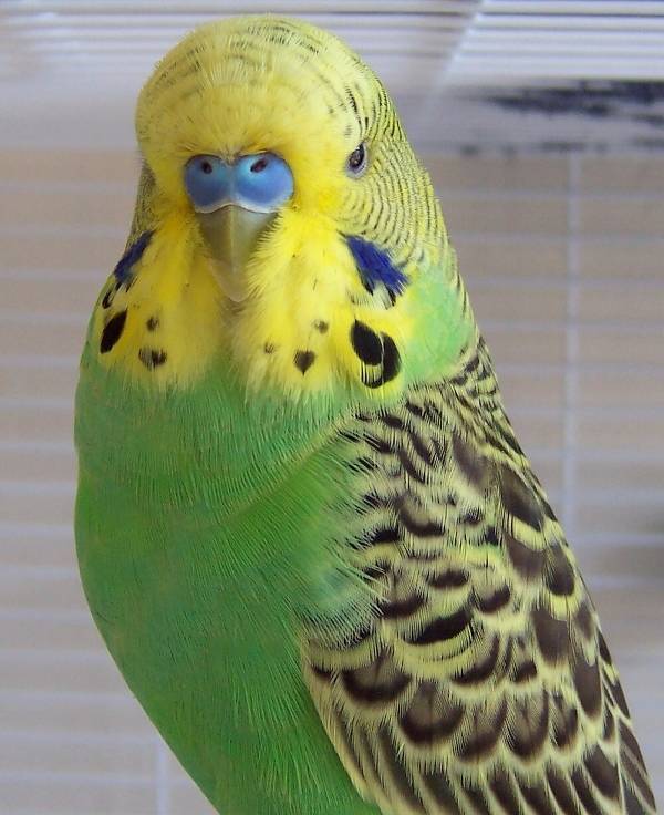 Темно-зеленый волнистый попугайчик фото