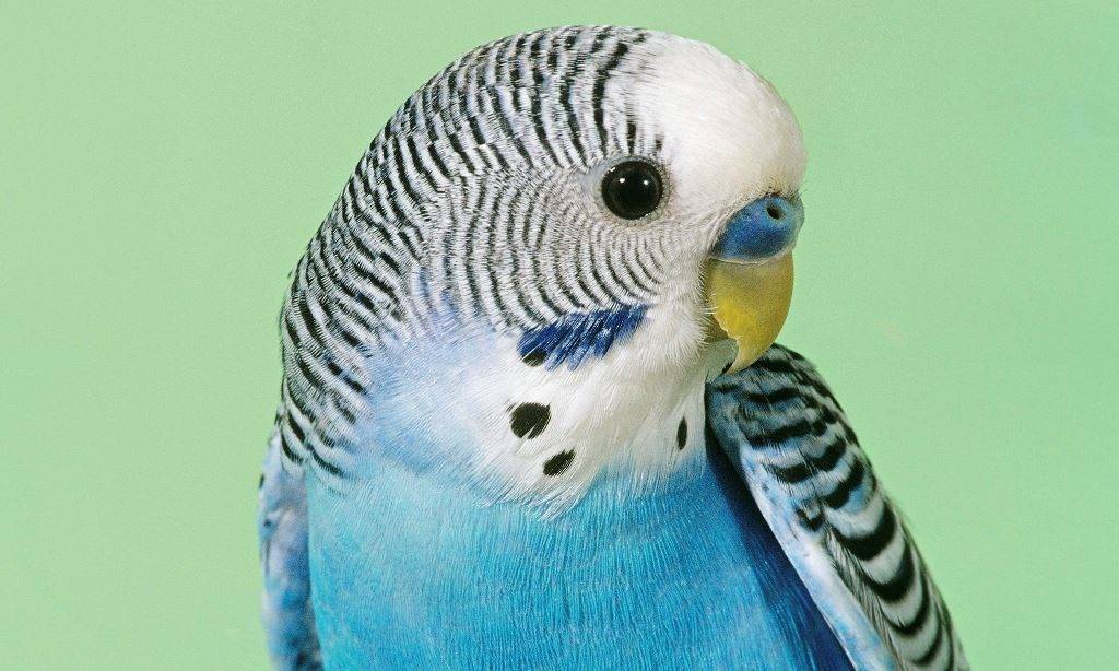 Фото клюва волнистого попугая