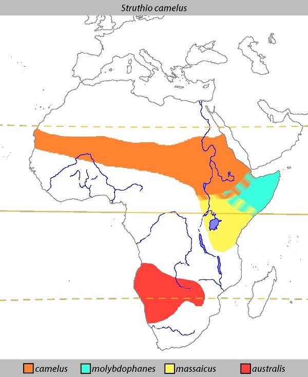 Ареал обитания страусов на африканском континенте
