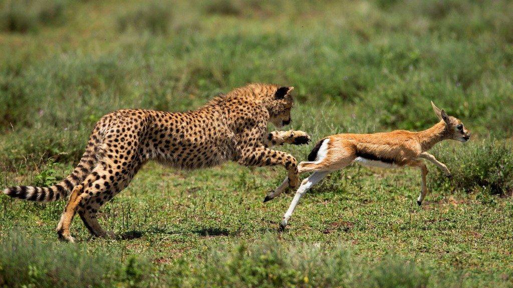 Гепард охотится на антилопу фото