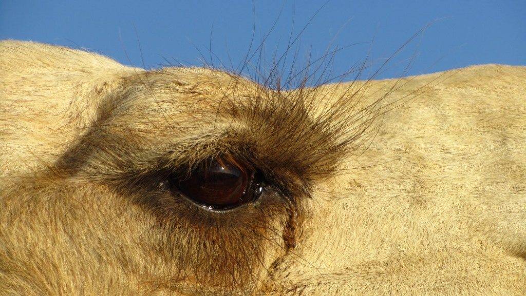Глаза верблюда фото
