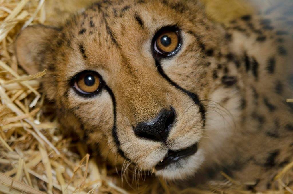 Глаза гепарда фото