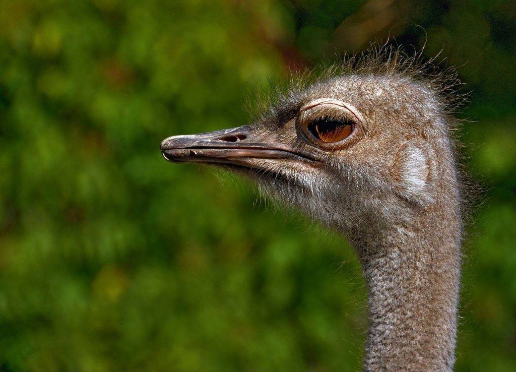 Голова и глаза страуса фото