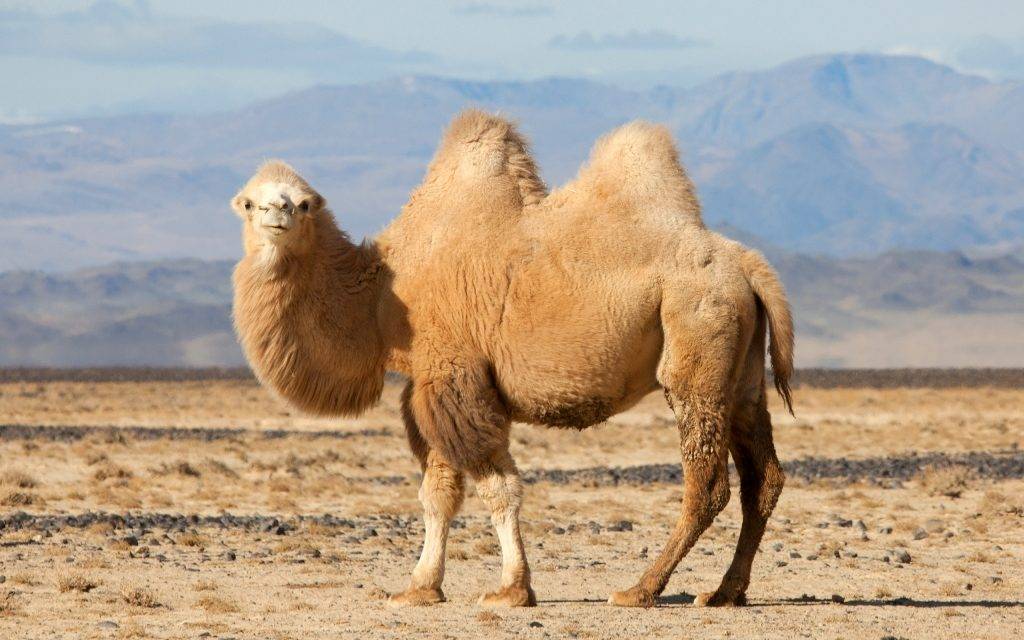 Двугорбый верблюд (бактриан) фото (лат. Camelus bactrianus)