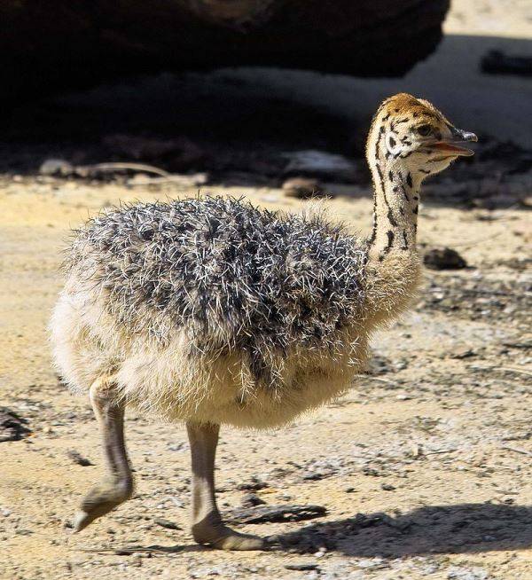 Детеныш страуса фото