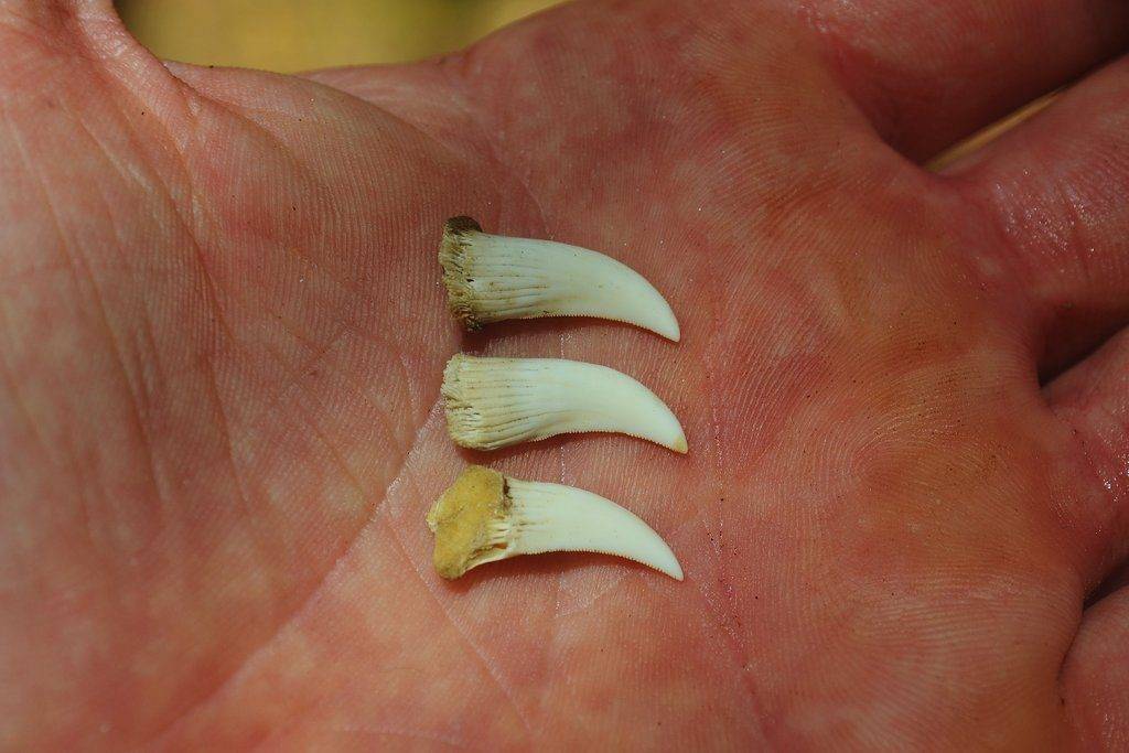 Зубы комодского варана фото
