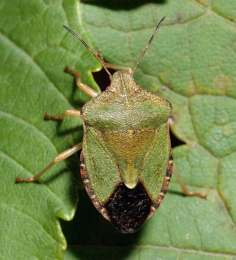 Клоп щитник зеленый древесный фото (лат. Palomena prasina)