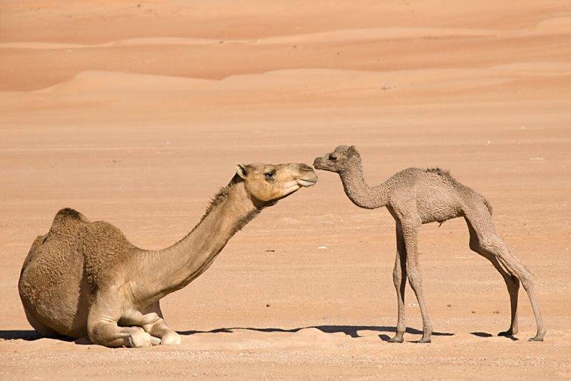Новорожденные верблюды фото