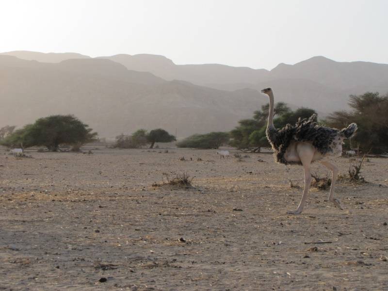 Обыкновенный страус самка фото (лат. Struthio camelus camelus)