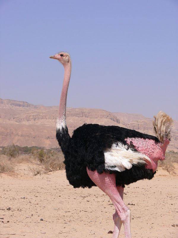 Обыкновенный страус (североафриканский страус) самец фото (лат. Struthio camelus camelus)