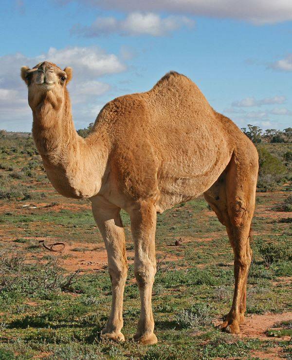 Одногорбый верблюд (дромедар, дромадер, арабиан) фото (лат. Camelus dromedarius)