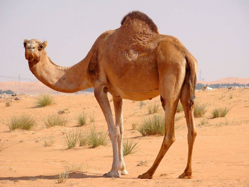 Одногорбый верблюд фото