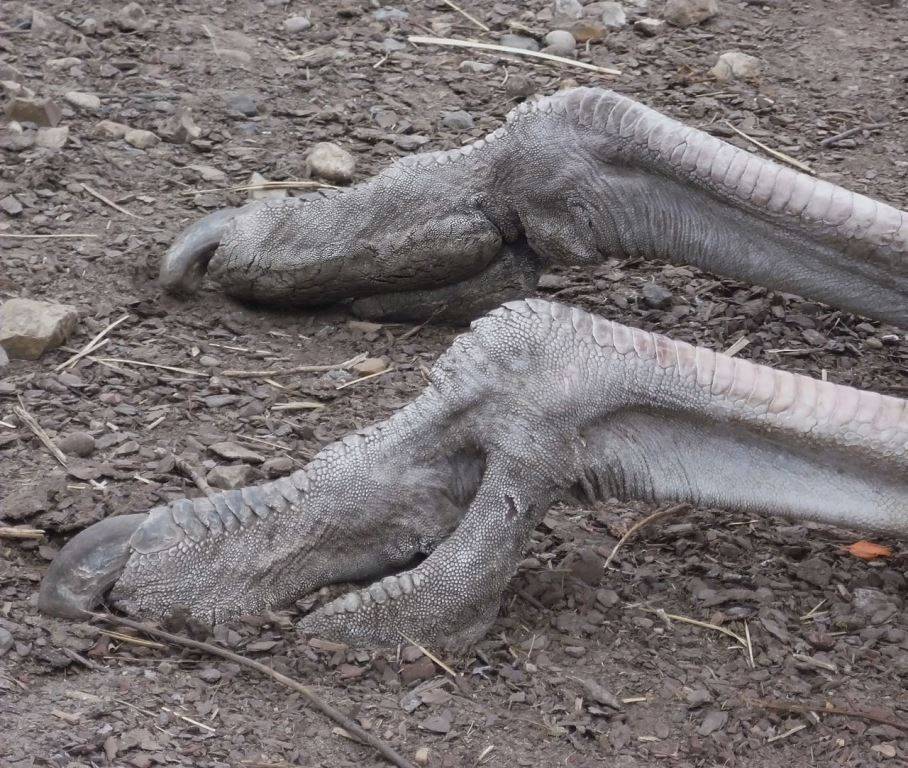 Пальцы африканского страуса фото
