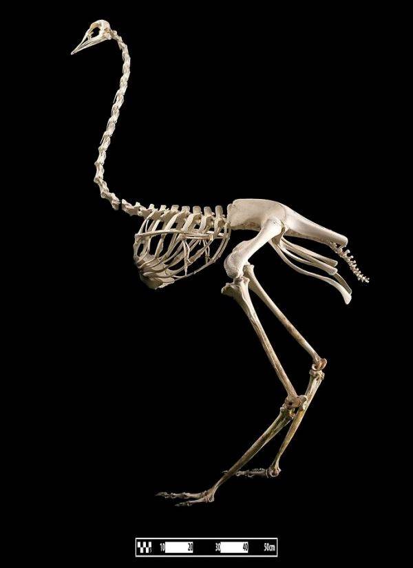 Скелет страуса африканского фото