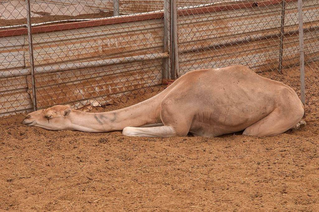 Спящий верблюд фото