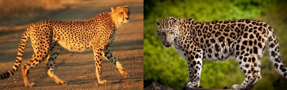 Гепард и леопард отличия фото